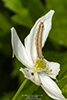 variegated cutworm moth