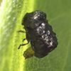 warty leaf beetle (Exema sp.)