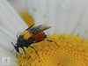 wedge-shaped beetle (Macrosiagon flavipennis)