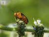 wedge-shaped beetle (Macrosiagon limbata)