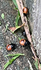 white-margined burrower bug