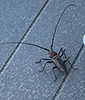 white-spotted sawyer