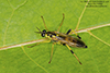 wood soldier fly (Xylomya terminalis)