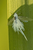woolly aphid (Subfamily Eriosomatinae)