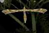 yarrow plume moth