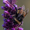 yellow-banded bumble bee