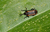 yellow-lined tortoise beetle