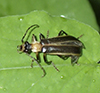 yellow-necked soldier beetle