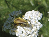 yellow velvet beetle