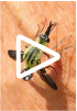 hunchback bee fly