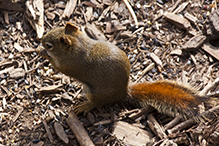 American red squirrel