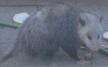 Virginia opossum