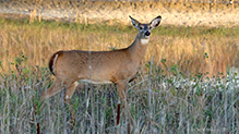 White-tailed Deer