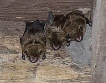 big brown bat