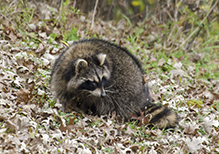 common raccoon