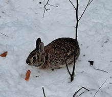 Eastern Cottontail