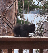 eastern gray squirrel