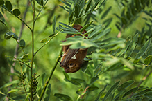 eastern red bat