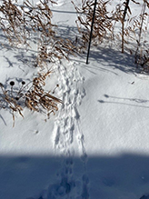 meadow vole