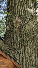 northern flying squirrel