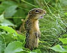 thirteen-lined ground squirrel