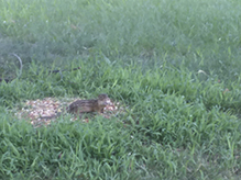 thirteen-lined ground squirrel