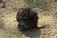 western meadow vole