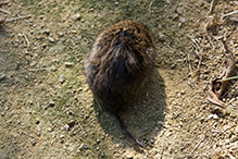 western meadow vole
