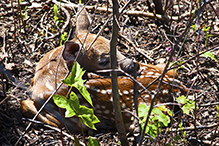 white-tailed deer
