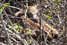 white-tailed deer