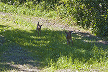 white-tailed deer