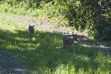 white-tailed deer