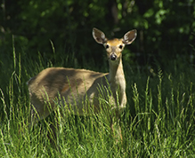 white-tailed deer