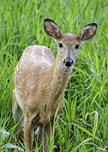 white-tailed deer