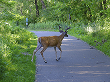white-tailed deer