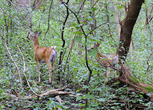 white-tailed deer