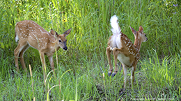 white-tailed deer