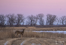white-tailed deer