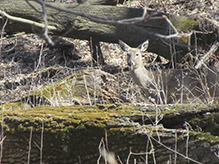 white-tailed deer