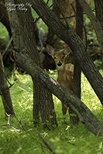 white-tailed deer