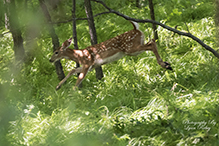 white-tailed deer