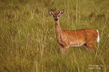 white-tailed deer