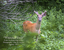 white-tailed deer