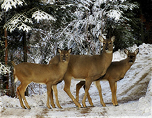 white-tailed deer