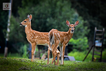 white-tailed deer