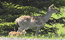 white-tailed deer