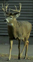 white-tailed deer