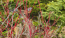 white-tailed deer