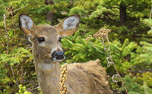 whitetail deer