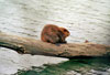 Canadian beaver